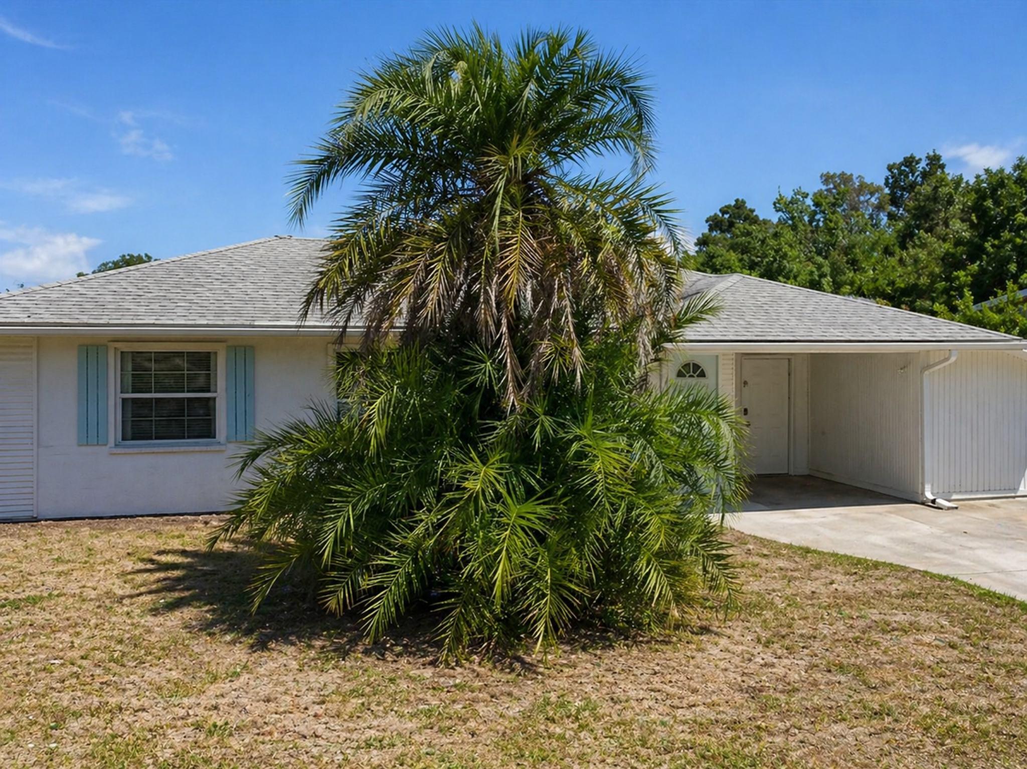 2901 Poplar before — overgrown palm and patchy lawn